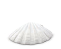 Shrimp Porcelain Shell Plate