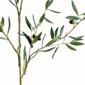 Olive Branch