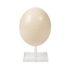 Ostrich Egg w/Stand