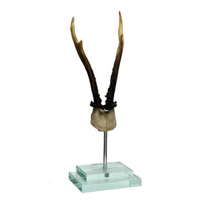 Antler on Double Glass Base