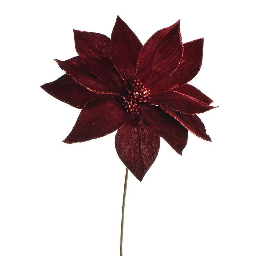 Poinsettia