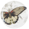 Specimen Coasters Set of Four
