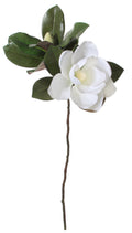 Magnolia Stem