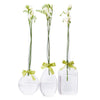 Sleek and Chic Vase w/ Sage Green Ribbon