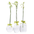 Sleek and Chic Vase w/ Sage Green Ribbon