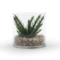 WGV Clear Cylinder Glass Vase - 6" x 6"H