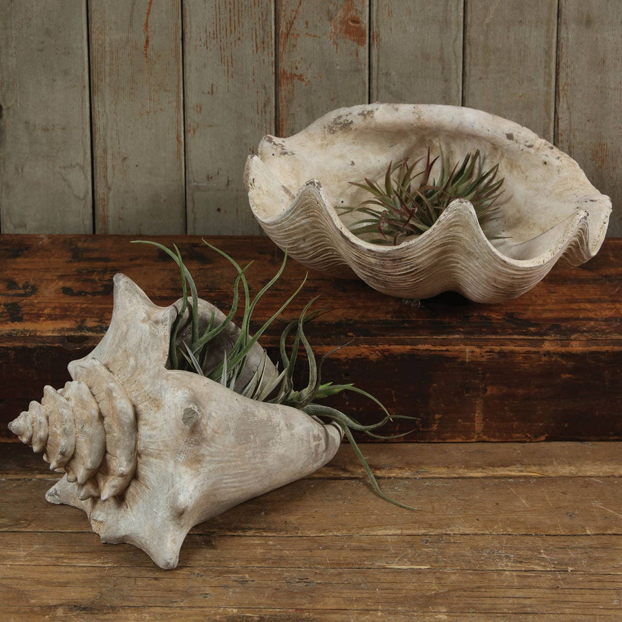 Faux Clam Shell - Antique White