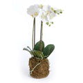 Phalaenopsis Orchid Drop-in