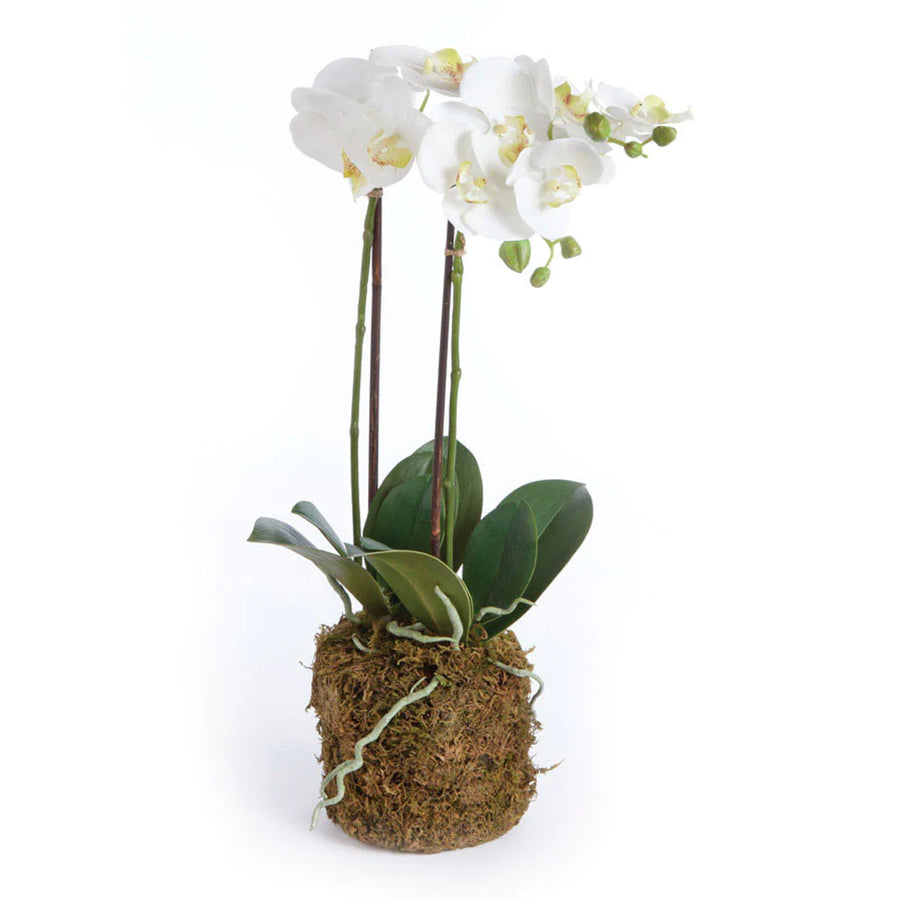 Phalaenopsis Orchid Drop-in