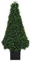 Boxwood Topiary