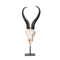 Mounted Springbok Skull