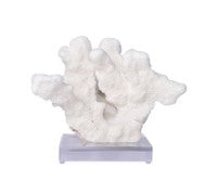 Catspaw Coral on Acrylic Base
