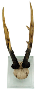 Antler Double Glass Wall Mount