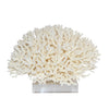 Birdsnest Coral 10-12 Inch On Acrylic Base