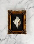 CONCHE - Art Print (unframed)