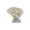 Cup Coral 7-10 Inch On Acrylic Base