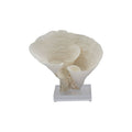 Cup Coral 7-10 Inch On Acrylic Base
