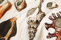 SEASHELLS VOILE BANDANA