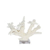 Branch Coral 8-10  Inch On Acrylic Base
