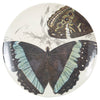 Specimen Large Round Tray
