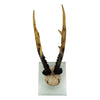 Antler Double Glass Wall Mount