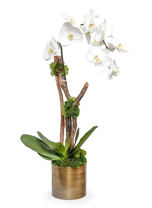 Orchid with Wood in 6" Bronze Pot