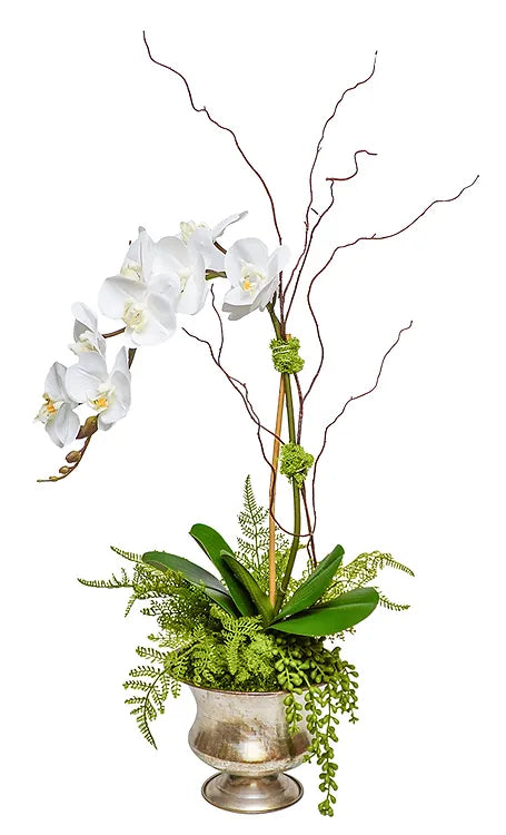 Orchid w/ Fern in Silver Urn