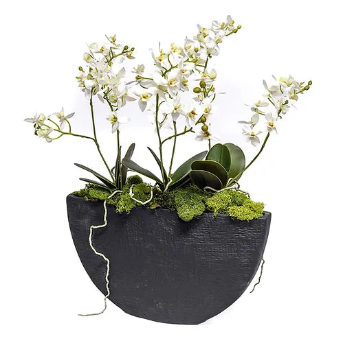 Mini Orchids in Black Anneli Boat