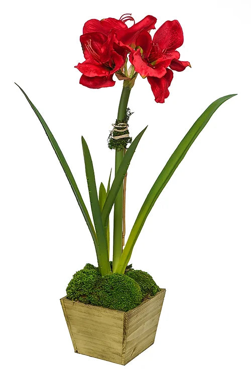 Amaryllis in Gold Wood Box