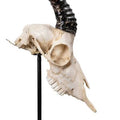 Mounted Springbok Skull