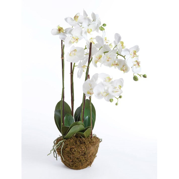 Phalaenopsis Orchid Drop-in