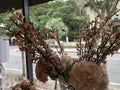 Cherry Blossom