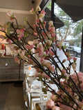 Cherry Blossom