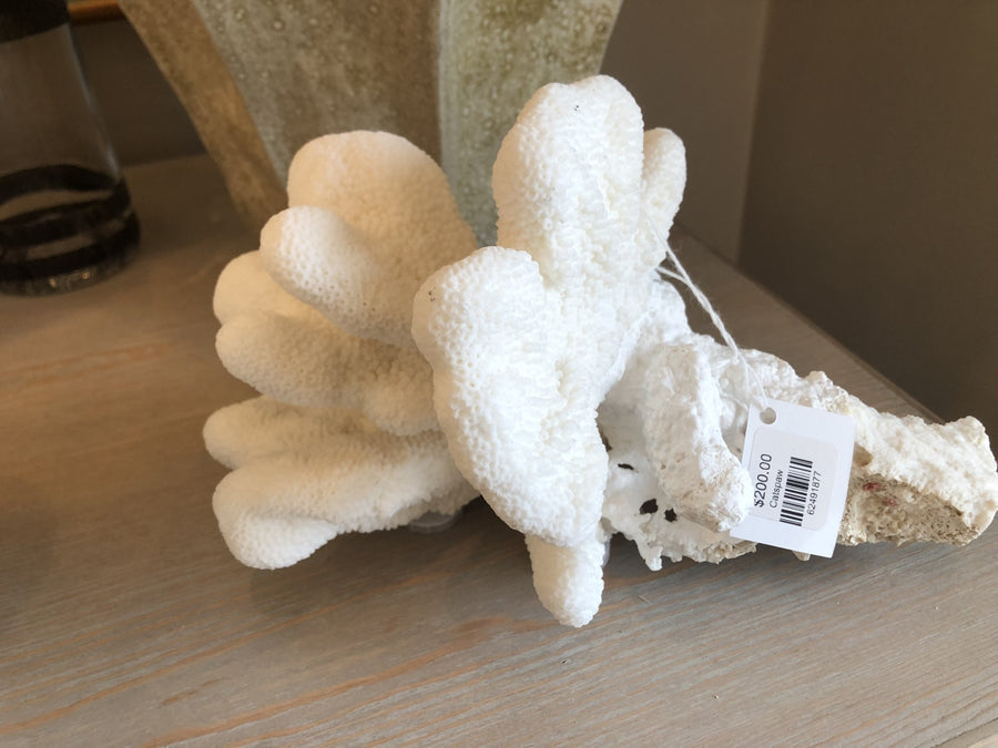 Catspaw Coral