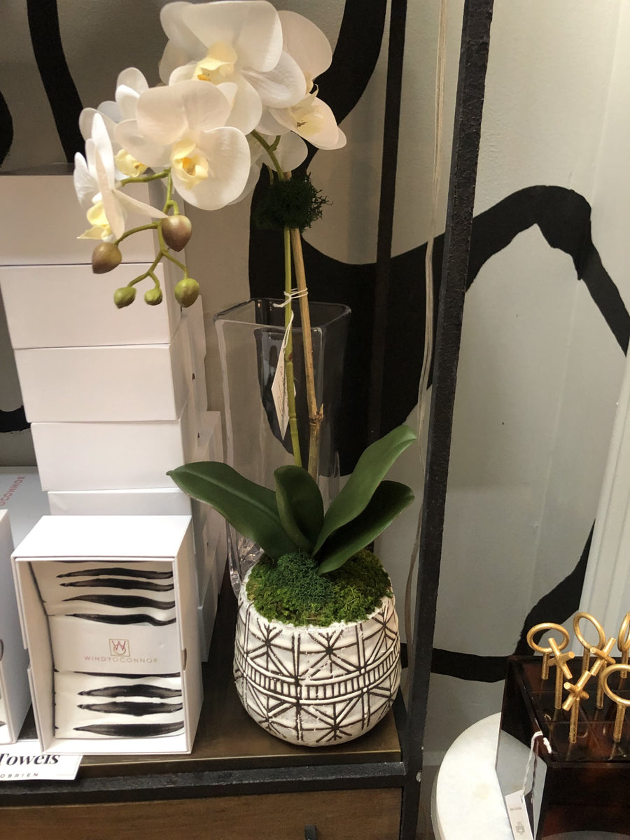 Single Orchid in Naima Pot