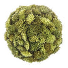 Moss Ball