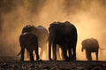 Remembering Elephants