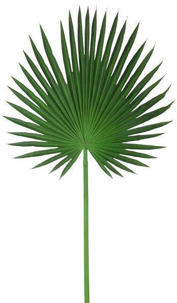 Fan Palm Stem