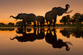 Remembering Elephants