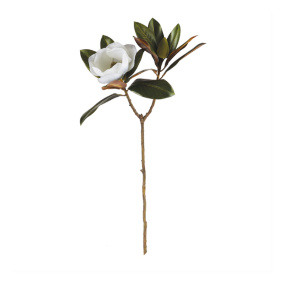 Magnolia Stem