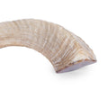 Polished Ram Horn